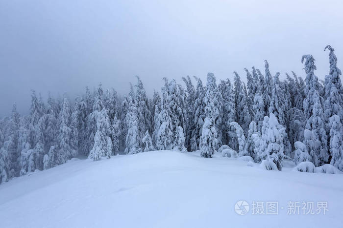 在覆盖着雪的草坪上，美丽的树木站着，在寒冷的冬天，雾蒙蒙的早晨，雪花纷飞。 美丽的冬天背景。 梦幻般的森林。 冬季纹理背景。