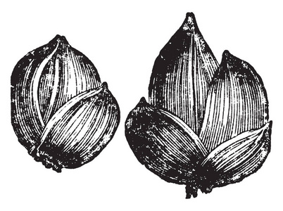这两个是百合的幼芽。 从叶腋收集的球茎仔细，并将其种植在土壤复古线绘图或雕刻插图。