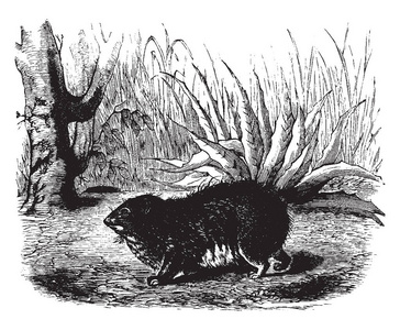 三明治拼贴画晶豪猪大约有两英尺长,有缓慢的习惯,老式的线条绘制或