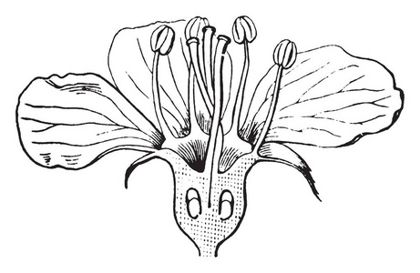 图片显示半花在花的部分，有花瓣，他们产生花粉和种子，复古线绘图或雕刻插图。