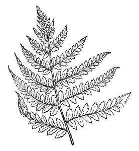 一幅图片显示的是一种蕨类植物的分支 它是一种在美国和欧洲普遍普遍的种 通常覆盖在山坡上和荒地上的大片区域 复古线条画或雕刻相似素材图片 摄图新视界