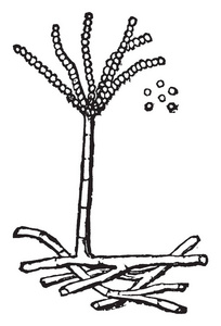 一幅画，显示白曲霉是奶酪的霉菌，但在发霉的蔬菜上很常见，老式的线条画或雕刻插图。