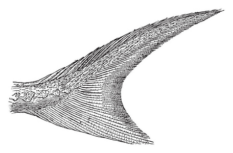 短鼻鲟鱼尾巴沿背缘复古线绘图或雕刻插图。