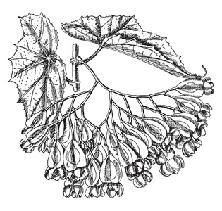 叶子通常是深绿色的，但有白色的点。 分支复古线绘图或雕刻插图上有一簇花。