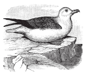 海燕插画-海燕手绘-海燕卡通图-摄图新视界