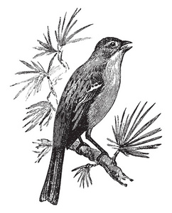 野外麻雀歌唱是美国麻雀科的一种鸣禽，有古老的线条画或雕刻插图。
