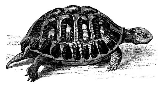 希腊乌龟老式雕刻插图。 来自洛杉矶自然1890年。