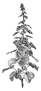 这幅画代表了马洛家族霍利霍克成员的开花茎，被称为霍利霍克，主要见于亚洲和欧洲的复古线条绘制或雕刻插图。