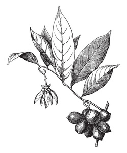 钩藤是annonaceae的一个属。 这些花有六个花瓣，叶子是简单和交替的复古线绘图或雕刻插图。