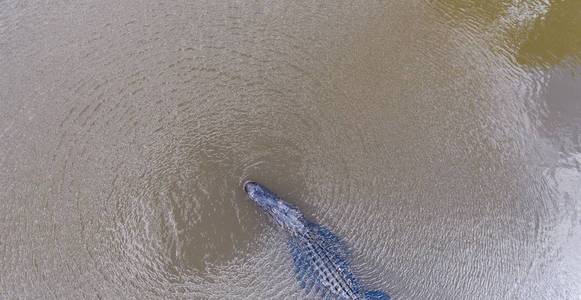 阿拉巴马州移动海湾的美国鳄鱼鸟瞰图