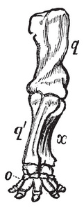 大象的前肢，前臂和脚被扭曲，形成一个骨螺钉老式线绘图或雕刻插图。