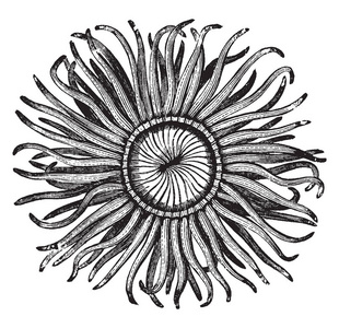 活泼颜色海葵的嘴部有各种明亮活泼的颜色,复古的线条画或雕刻插图.