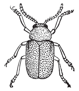 这个插图代表多米尼加甲虫复古线绘图或雕刻插图。