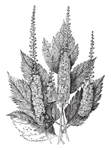 北温带地区多年生草本植物的一个小属，老式线条画或雕刻插图。