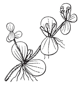 图片显示了赫皮斯植物的花。 它们是白色的，有四到五个花瓣。 叶子被相反地排列在茎的复古线绘图或雕刻插图上。