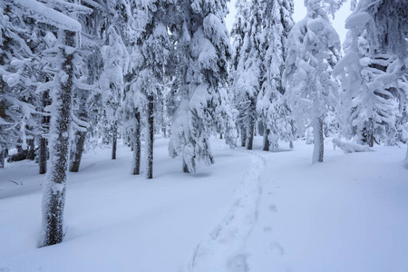 在霜冻的美丽的一天，群山之间是神奇的树木，覆盖着白色蓬松的雪，映衬着田园诗般的风景。 游客的风景。 宽阔的小径通向雄伟的冬林。
