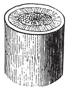 这是茎的中心部分的图像，它被称为木本茎复古线绘图或雕刻插图。