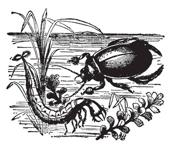 水甲虫是生活在水上或水中的甲虫，古老的线条绘制或雕刻插图。
