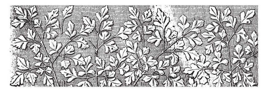 装饰隔板装饰在这张图片中的叶子安排，复古线绘图或雕刻插图。