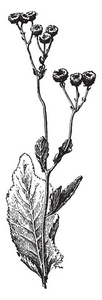 这幅图像显示了一种菊花，也被称为Costmary。 花被是一种多年生植物，有椭圆形的锯齿叶，可长达2米高的复古线绘图或雕刻插图。