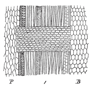 一张图片，显示了枫树髓射线表面的放大视图，显示了木材细胞。 延髓射线是指在树林中发现的一种特征，称为髓线和木线复古线绘图或雕刻插