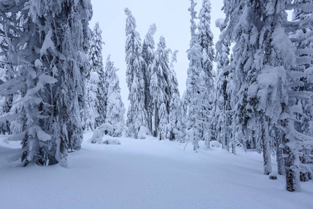 在覆盖着雪的草坪上，美丽的树木站着，在寒冷的冬天，雾蒙蒙的早晨，雪花纷飞。 美丽的冬天背景。 梦幻般的森林。 冬季纹理背景。
