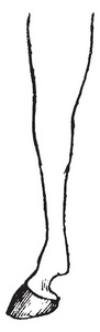 有蹄脚，这是一个奇怪的脚斑马老式线绘图或雕刻插图。