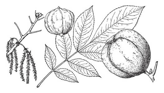 图巴克这枝的沙巴克山核桃树上有一些坚果在枝叶上是非常边缘型的复古