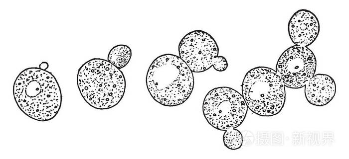 一种图片,显示出芽和形成细胞群的方法,称为生长酵母细胞,复古线绘制