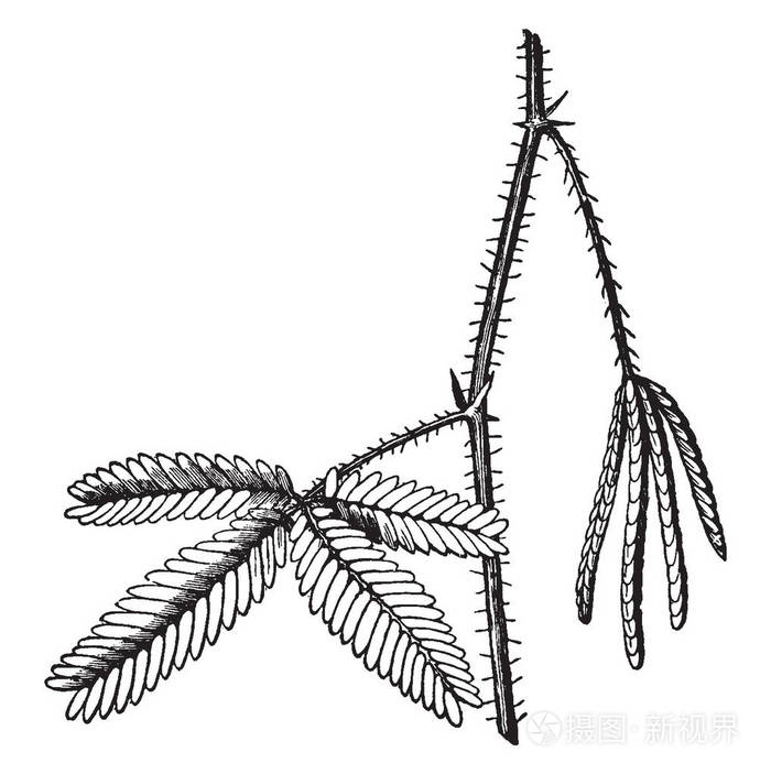 它属于豌豆家族,也称为含羞草古色线绘图或雕刻插图.插画-正版