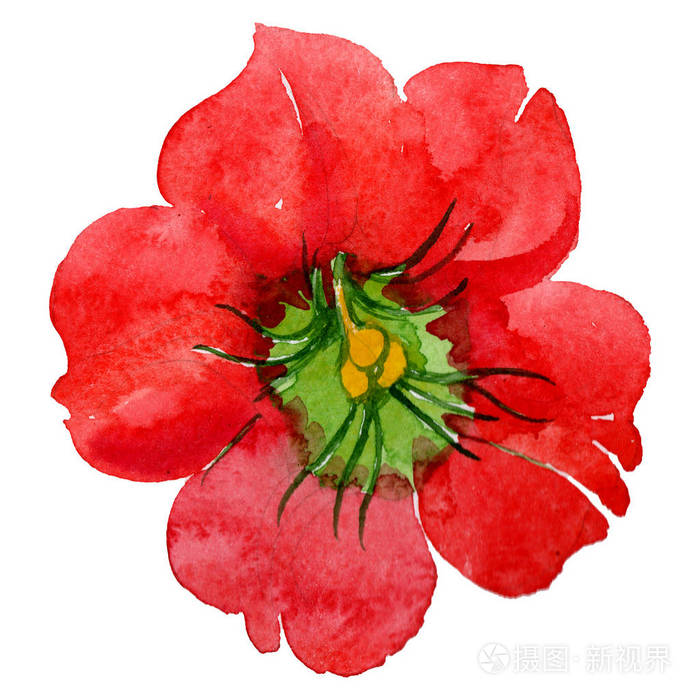 水彩红色布鲁曼西亚花。 花卉植物花。 孤立的插图元素。 工厂的全名Brugmansiya。 背景纹理包装图案边框的水花。