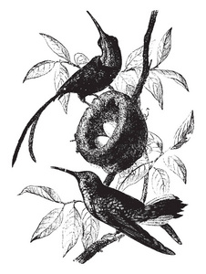 此图像代表黄玉蜂鸟老式线条绘制或雕刻插图。