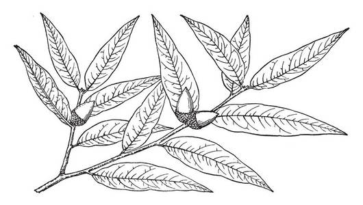 到遥远的分支图片-到遥远的分支素材-到遥远的分支插画-摄图新视界