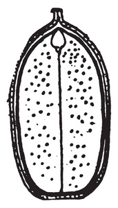 一种图片，显示两个子叶和胚胎从ACOR复古线绘图或雕刻插图的纵向部分。