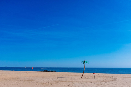 美国纽约康尼岛海滩假棕榈树