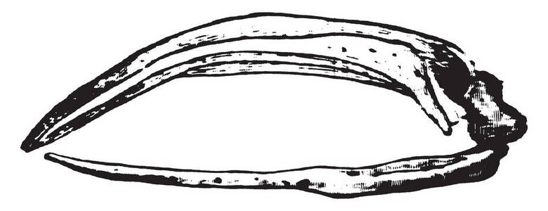 格陵兰鲸使用这个巨大的下巴过滤食物从水中，而它游泳的复古线绘图或雕刻插图。
