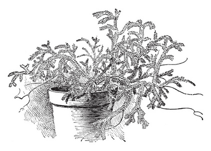 这些俱乐部苔藓是小型爬行的陆地或附生维管植物,缺乏花,并通过孢子