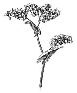 苦荞花图片-苦荞花素材-苦荞花插画-摄图新视界