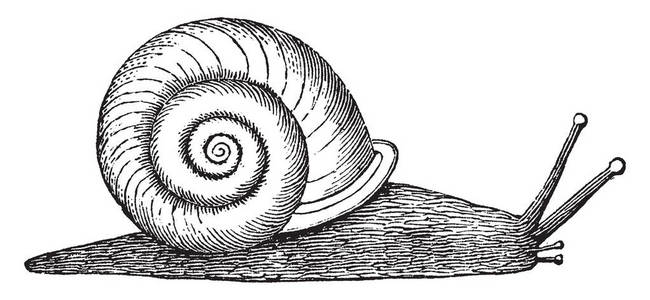 蜗牛线描画图片