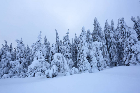 在覆盖着雪的草坪上，美丽的树木站着，在寒冷的冬天，雾蒙蒙的早晨，雪花纷飞。 美丽的冬天背景。 梦幻般的森林。 冬季纹理背景。