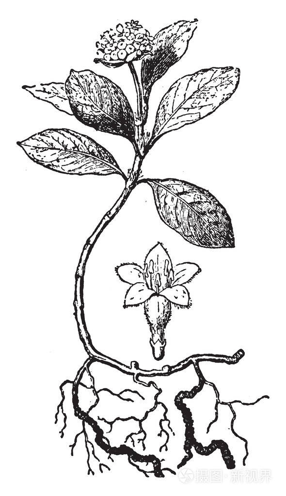 ipecacuanha)的干茎和根,特别用作埃梅汀老式线插画-正版商用图片13b