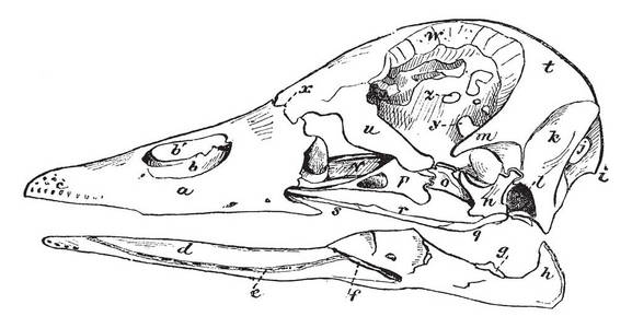 鸭头骨，在牙本质和其他块的下颌复古线绘图或雕刻插图之间虚化。