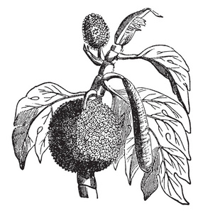 面包果是一种开花树，属于菠萝蜜家族的复古线条绘制或雕刻插图。