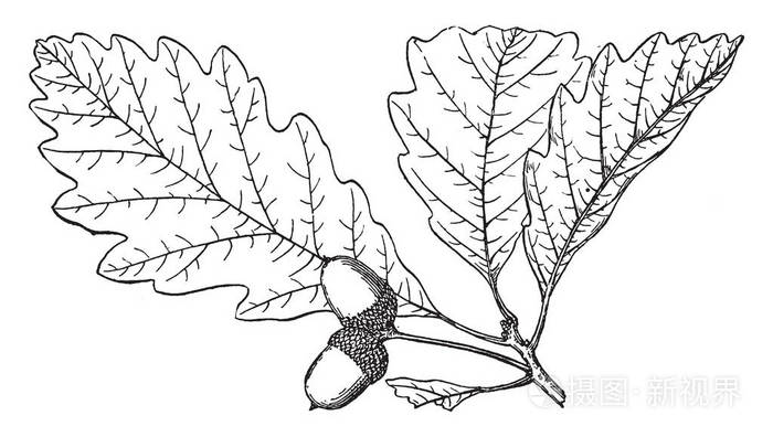 栎属原产于北半球,包括从凉爽温带到美洲热带纬度的落叶和常绿物种