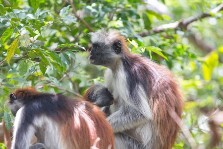 红疣 Piliocolobus kirki 猴桑给巴尔, 坦桑尼亚