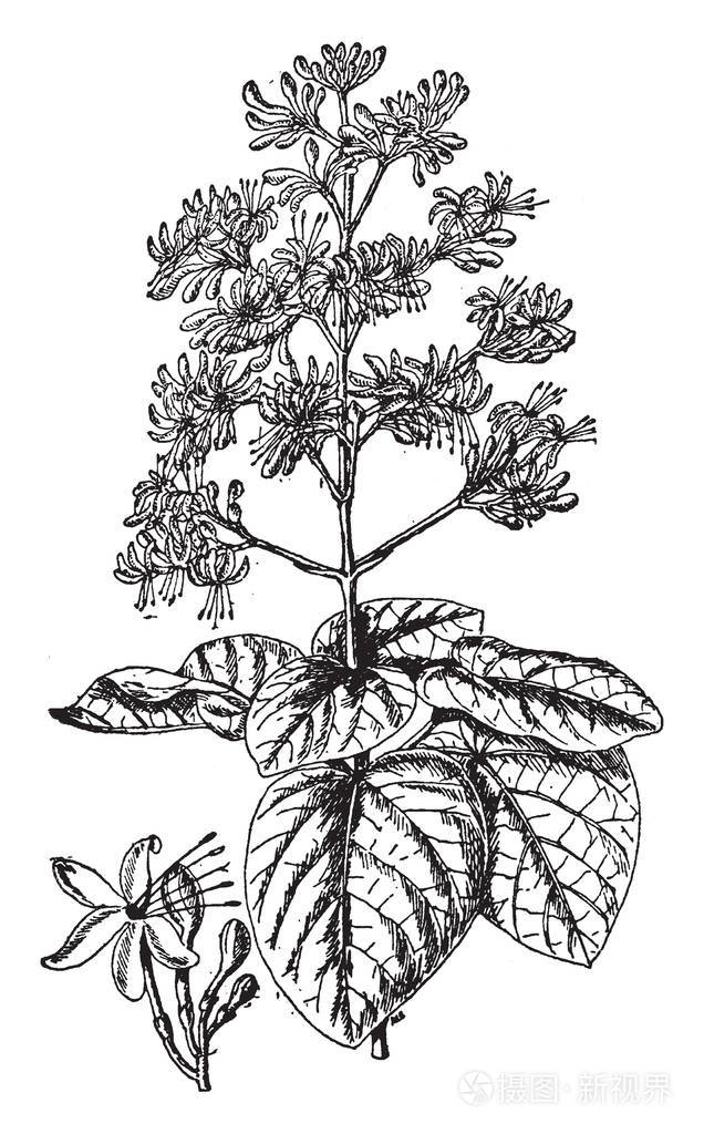 落叶松是一种开花植物大的天鹅绒叶和大量的红花簇它是西南地区一种