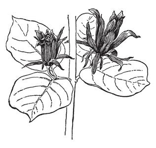 各种开花植物图片-各种开花植物素材-各种开花植物插画-摄图新视界