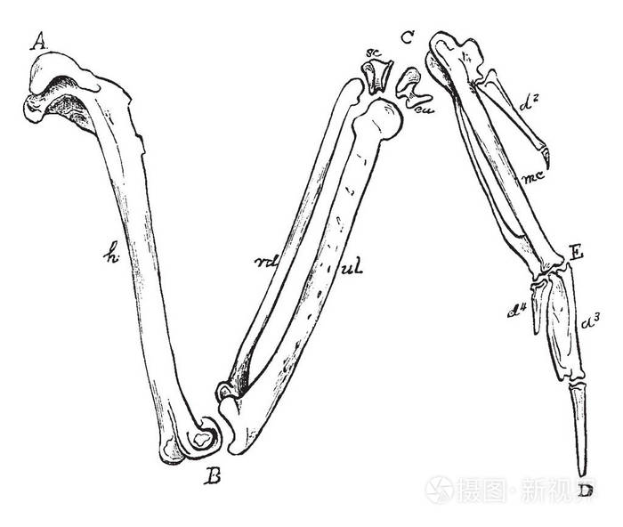 这幅图像代表了鸭子复古线绘图或雕刻插图的右翼骨头