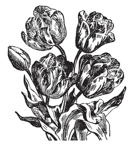 鹦鹉郁金香是一种郁金香，它是迄今为止最好的彩色复古线绘图或雕刻插图。