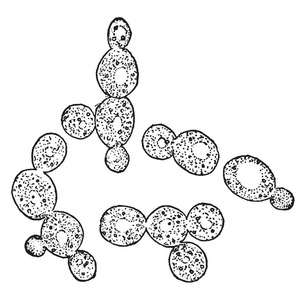 一张图片，显示酵母细胞，发现在苹果汁中，导致苹果酒发酵，复古线绘制或雕刻插图。
